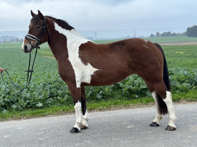 Barock Pinto Merrie 7 Jaar 154 cm Gevlekt-paard in Riedlingen