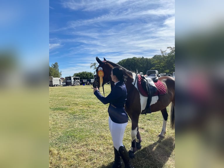 Barock Pinto Merrie 7 Jaar 155 cm Gevlekt-paard in Milzau