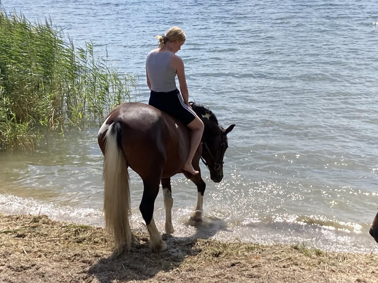 Barock Pinto Merrie 7 Jaar 155 cm Gevlekt-paard in Milzau