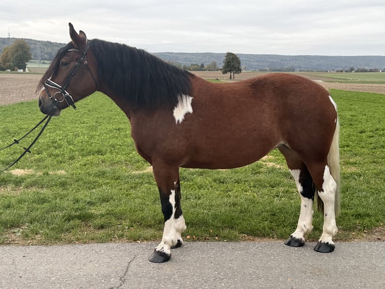 Barock Pinto Merrie 7 Jaar 158 cm Gevlekt-paard in Riedlingen
