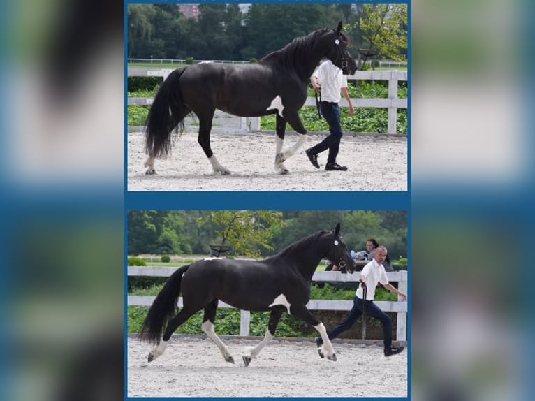 Barock Pinto Merrie 7 Jaar Gevlekt-paard in Paide