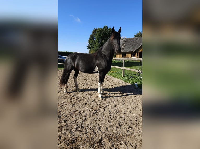 Barock Pinto Merrie 7 Jaar Gevlekt-paard in Paide