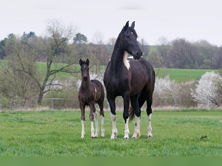 Barock Pinto Merrie 7 Jaar Gevlekt-paard in Paide