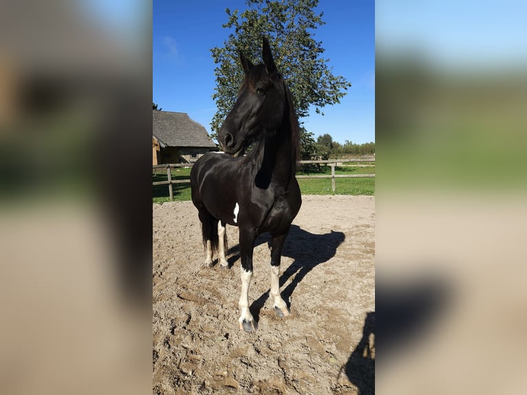 Barock Pinto Merrie 7 Jaar Gevlekt-paard in Paide