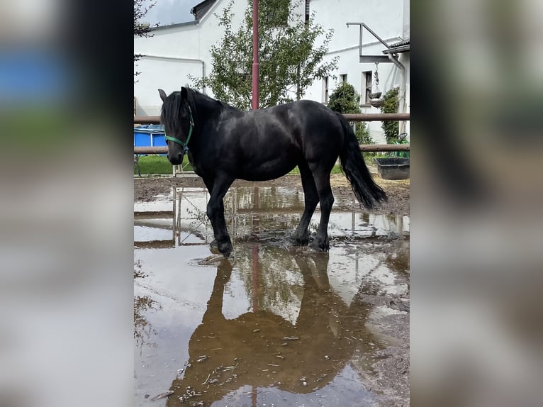 Barock Pinto Merrie 8 Jaar 155 cm Zwart in Dierdorf
