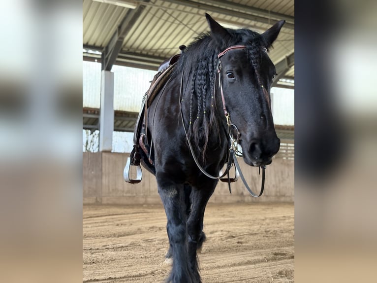 Barock Pinto Merrie 8 Jaar 155 cm Zwart in Dierdorf