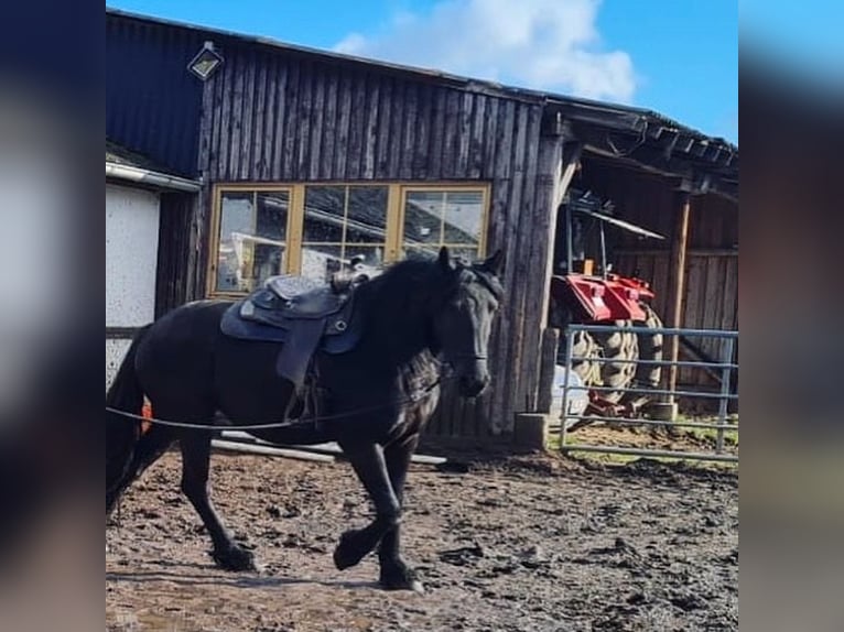 Barock Pinto Merrie 8 Jaar 155 cm Zwart in Dierdorf