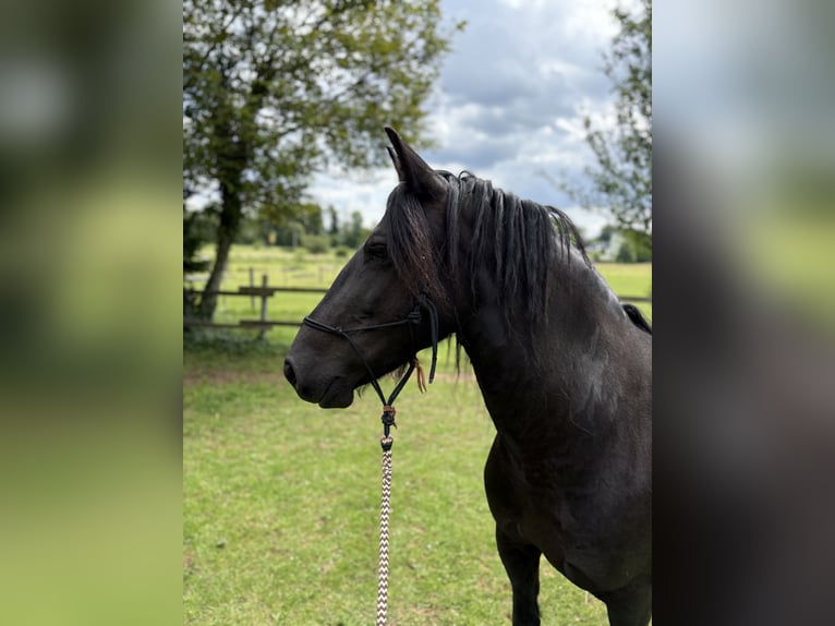 Barock Pinto Merrie 8 Jaar 155 cm Zwart in Dierdorf