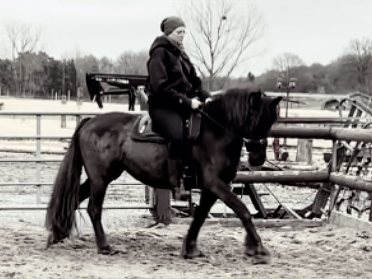 Barock Pinto Merrie 8 Jaar 155 cm Zwart in Dierdorf