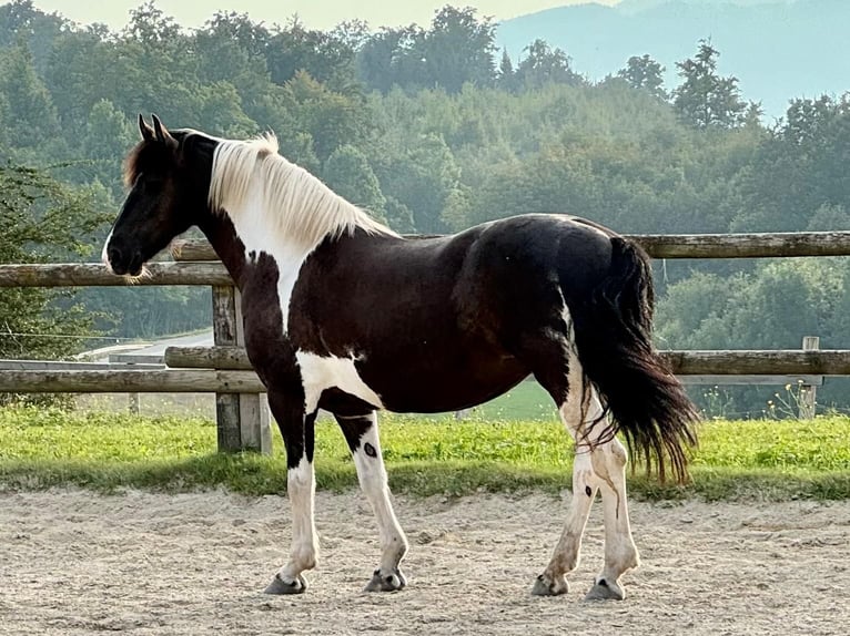 Barock Pinto Merrie 8 Jaar 158 cm Gevlekt-paard in Waakirchen