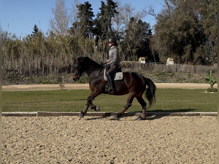 Barock Pinto Merrie 8 Jaar 165 cm Donkere-vos in Andalusia