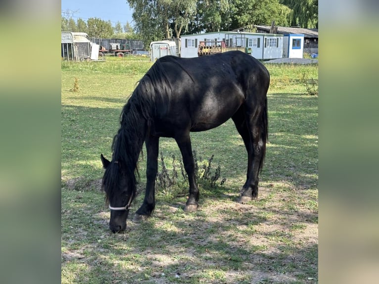 Barock Pinto Merrie 8 Jaar 165 cm Gevlekt-paard in Beneden-leeuwen