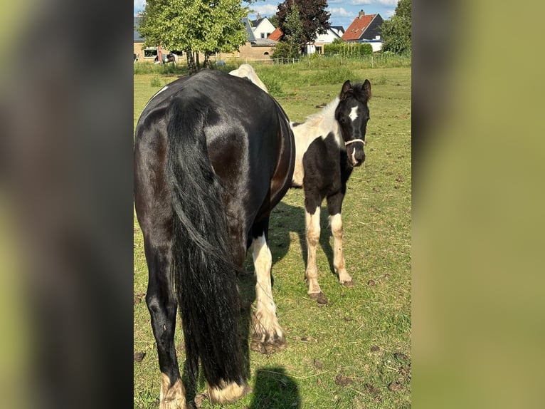 Barock Pinto Merrie 8 Jaar 165 cm Gevlekt-paard in Beneden-leeuwen
