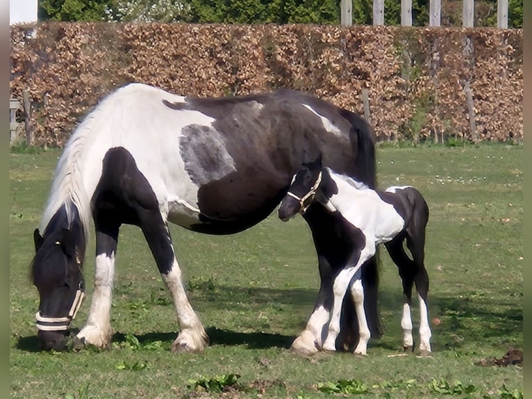 Barock Pinto Merrie 8 Jaar 165 cm Gevlekt-paard in Beneden-leeuwen