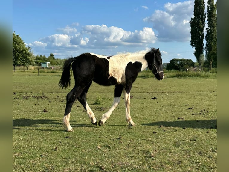 Barock Pinto Merrie 8 Jaar 165 cm Gevlekt-paard in Beneden-leeuwen