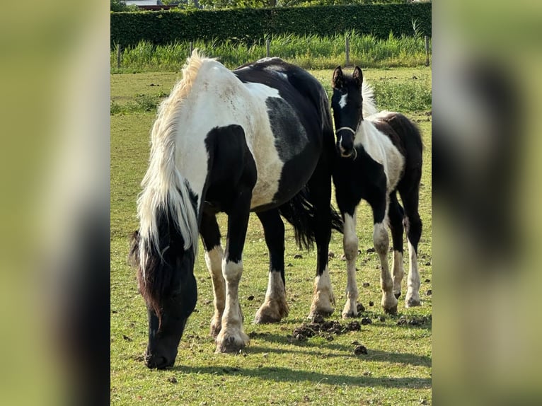 Barock Pinto Merrie 8 Jaar 165 cm Gevlekt-paard in Beneden-leeuwen