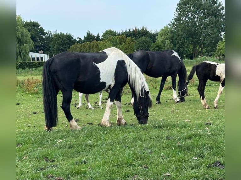 Barock Pinto Merrie 8 Jaar 165 cm Gevlekt-paard in Beneden-leeuwen