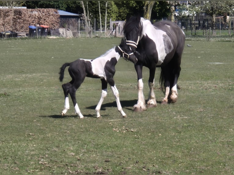 Barock Pinto Merrie 8 Jaar 165 cm Gevlekt-paard in Beneden-leeuwen