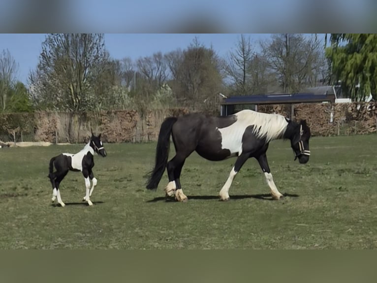 Barock Pinto Merrie 8 Jaar 165 cm Gevlekt-paard in Beneden-leeuwen