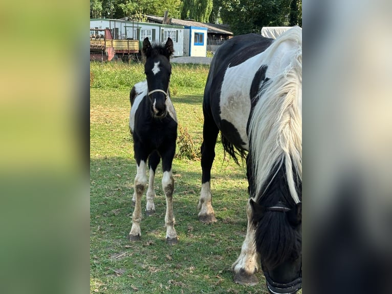 Barock Pinto Merrie 8 Jaar 165 cm Gevlekt-paard in Beneden-leeuwen