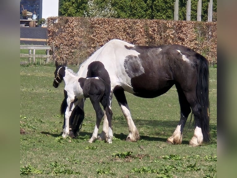 Barock Pinto Merrie 8 Jaar 165 cm Gevlekt-paard in Beneden-leeuwen