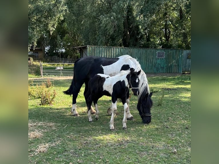 Barock Pinto Merrie 8 Jaar 165 cm Gevlekt-paard in Beneden-leeuwen
