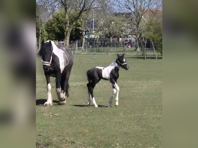 Barock Pinto Merrie 8 Jaar 165 cm Gevlekt-paard in Beneden-leeuwen
