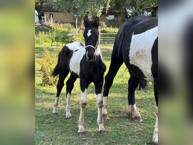 Barock Pinto Merrie 8 Jaar 165 cm Gevlekt-paard in Beneden-leeuwen