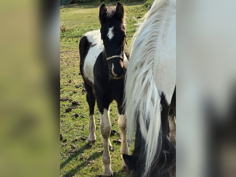 Barock Pinto Merrie 8 Jaar 165 cm Gevlekt-paard in Beneden-leeuwen