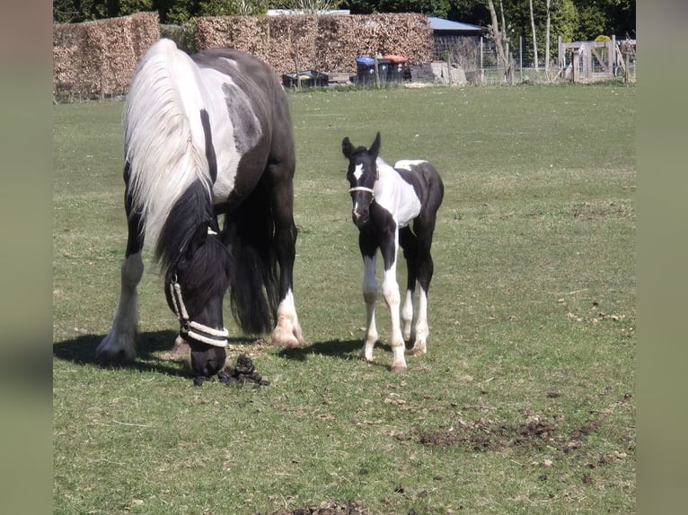Barock Pinto Merrie 8 Jaar 165 cm Gevlekt-paard in Beneden-leeuwen