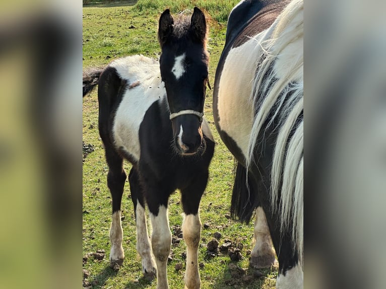 Barock Pinto Merrie 8 Jaar 165 cm Gevlekt-paard in Beneden-leeuwen