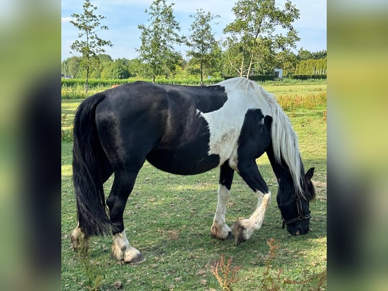 Barock Pinto Merrie 8 Jaar 165 cm Gevlekt-paard in Beneden-leeuwen