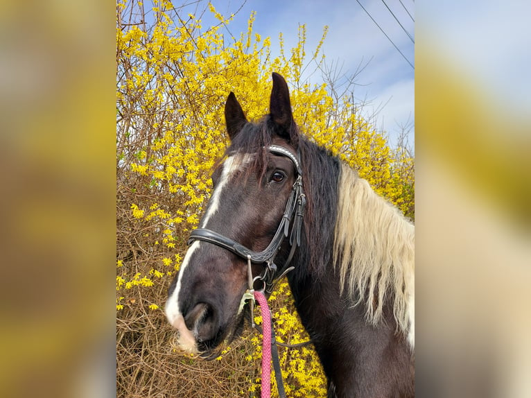 Barock Pinto Merrie 9 Jaar 155 cm Gevlekt-paard in Pottenstein