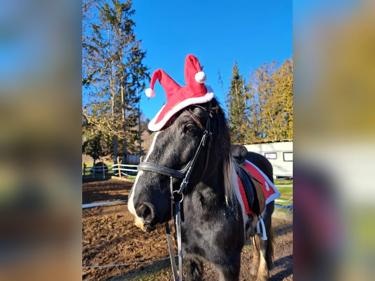 Barock Pinto Merrie 9 Jaar 155 cm Gevlekt-paard in Pottenstein