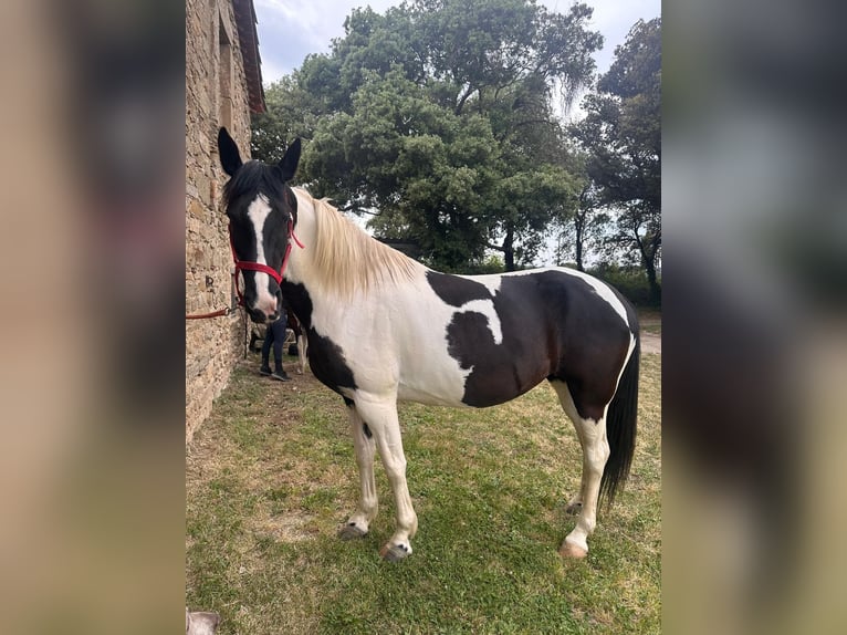 Barock Pinto Merrie 9 Jaar 155 cm Gevlekt-paard in Gava