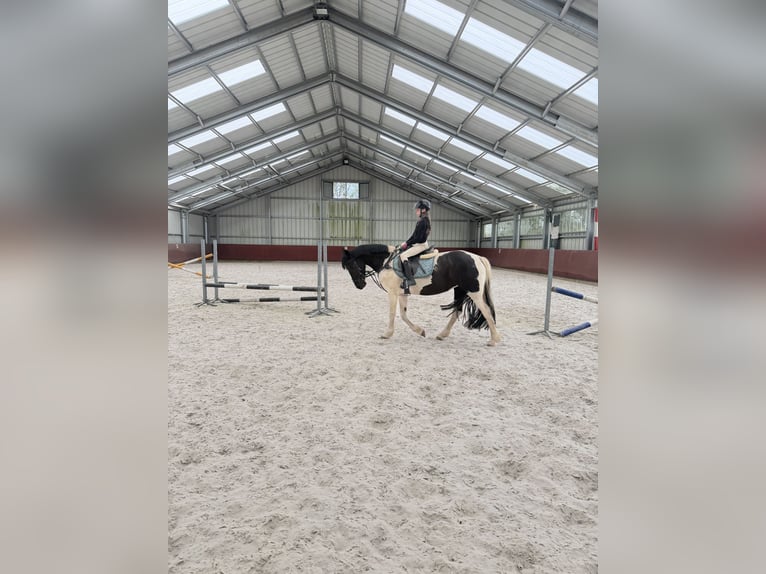Barock Pinto Merrie 9 Jaar 161 cm Bruin in Schinveld