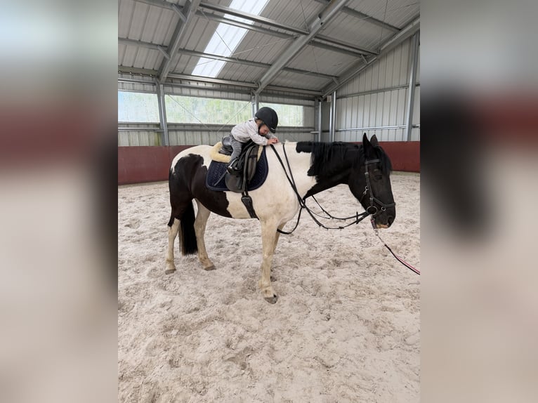 Barock Pinto Merrie 9 Jaar 161 cm Bruin in Schinveld