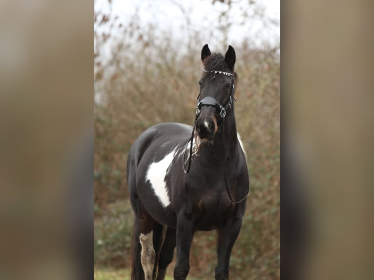 Barock Pinto Merrie 9 Jaar 163 cm Gevlekt-paard in Amerongen