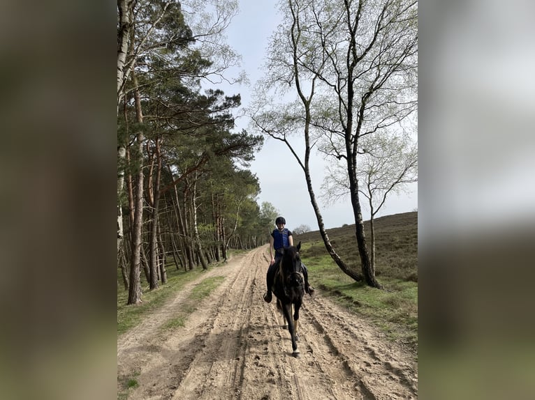 Barock Pinto Merrie 9 Jaar 163 cm Gevlekt-paard in Amerongen