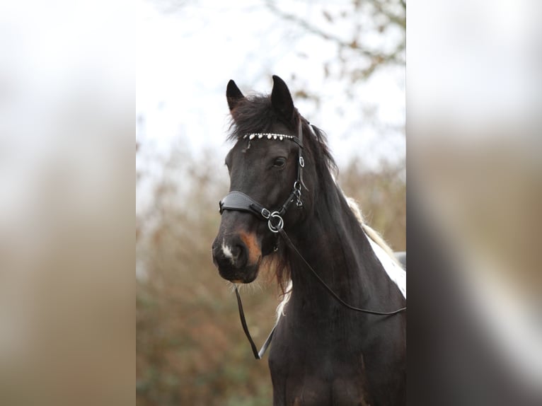 Barock Pinto Merrie 9 Jaar 163 cm Gevlekt-paard in Amerongen