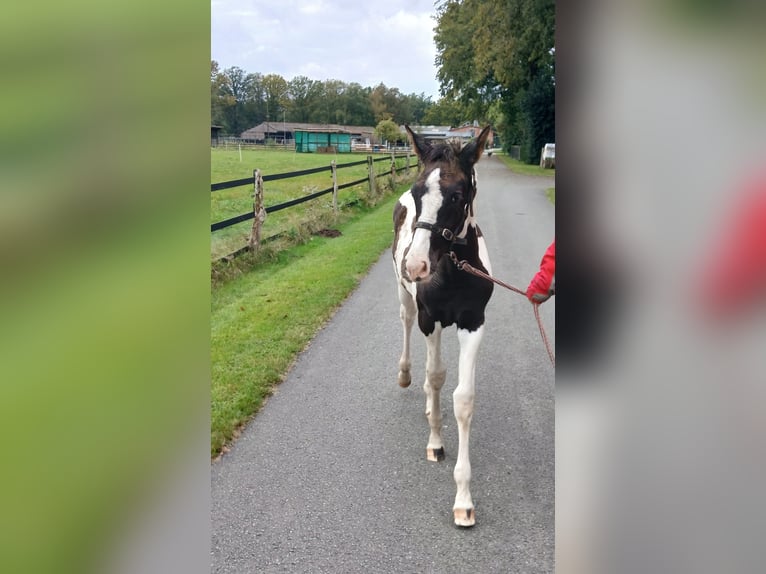 Barock Pinto Merrie veulen (06/2024) 110 cm Gevlekt-paard in Geeste