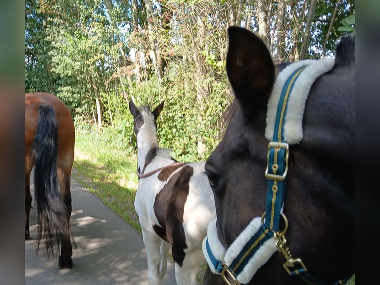 Barock Pinto Merrie veulen (06/2024) 110 cm Gevlekt-paard in Geeste