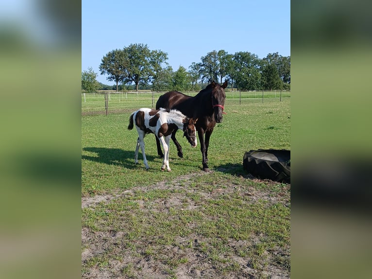 Barock Pinto Merrie veulen (06/2024) 110 cm Gevlekt-paard in Geeste