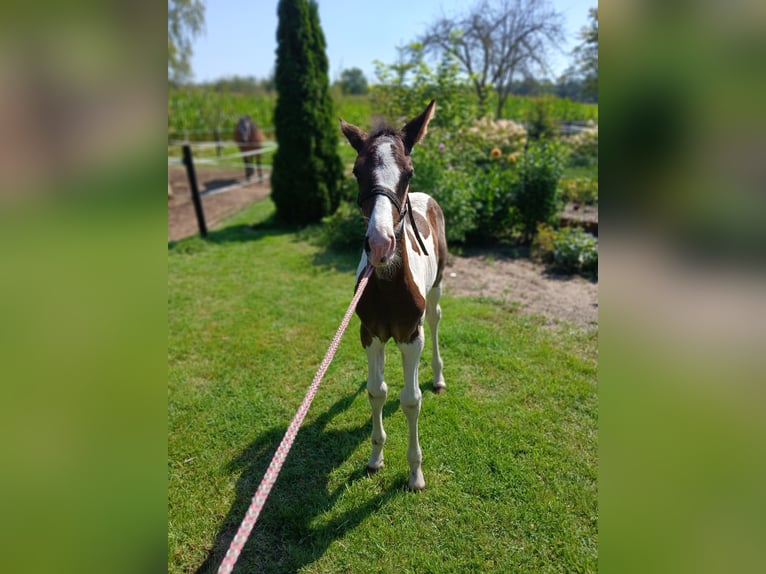 Barock Pinto Merrie veulen (06/2024) 110 cm Gevlekt-paard in Geeste