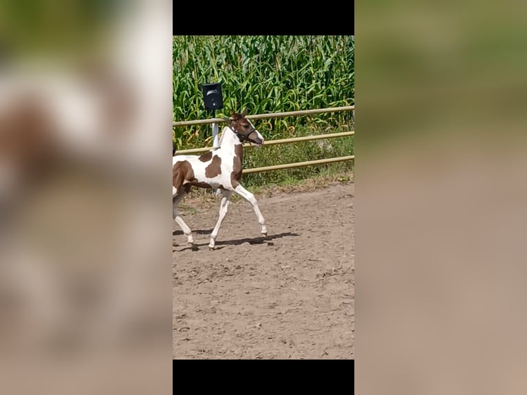 Barock Pinto Merrie veulen (06/2024) 110 cm Gevlekt-paard in Geeste