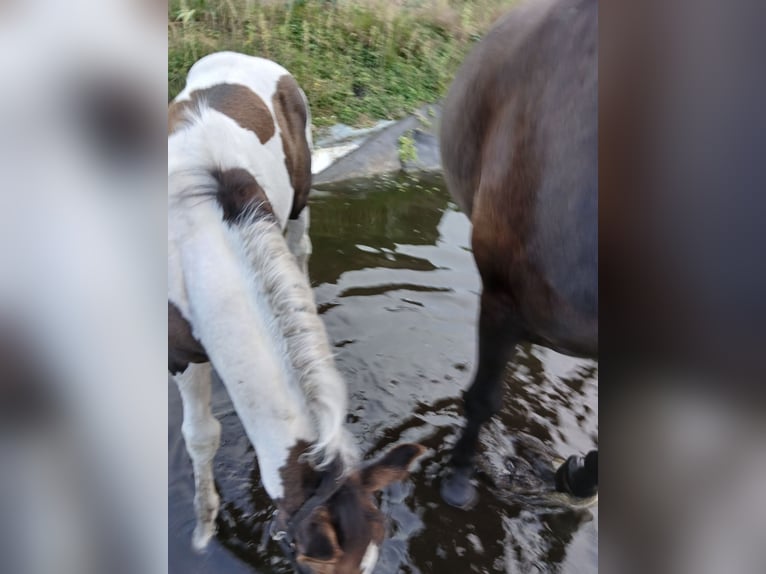 Barock Pinto Merrie veulen (06/2024) 110 cm Gevlekt-paard in Geeste