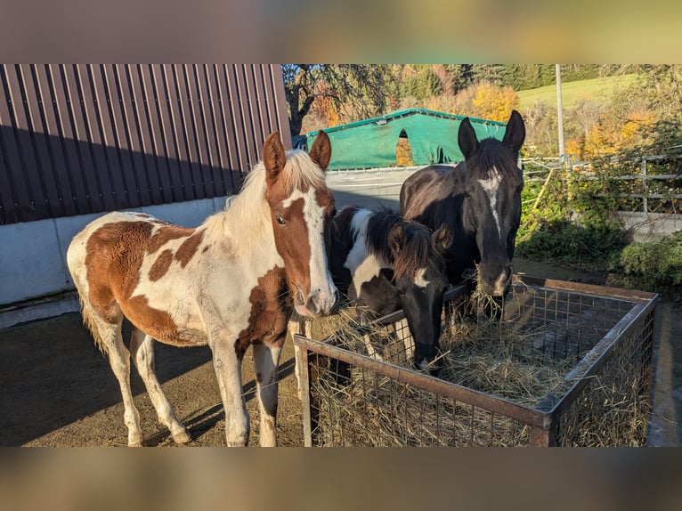 Barock Pinto Merrie Veulen (05/2025) 160 cm Gevlekt-paard in Engen