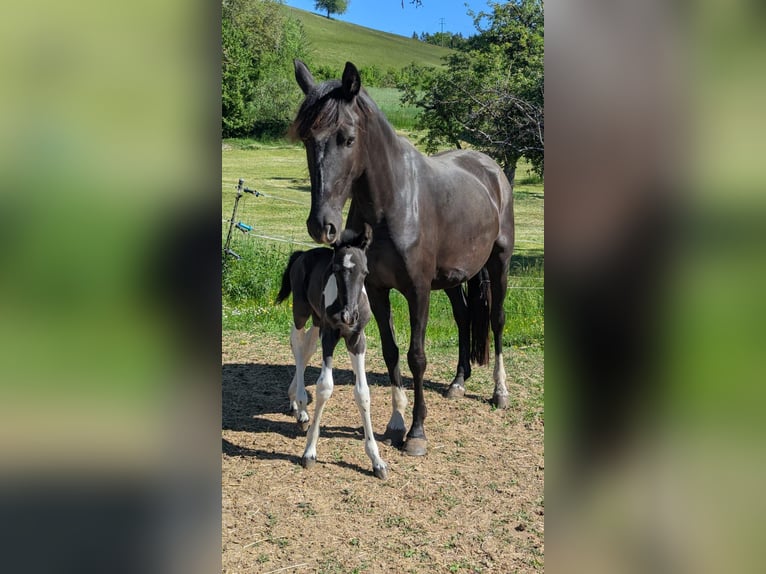 Barock Pinto Merrie Veulen (05/2025) 160 cm Gevlekt-paard in Engen