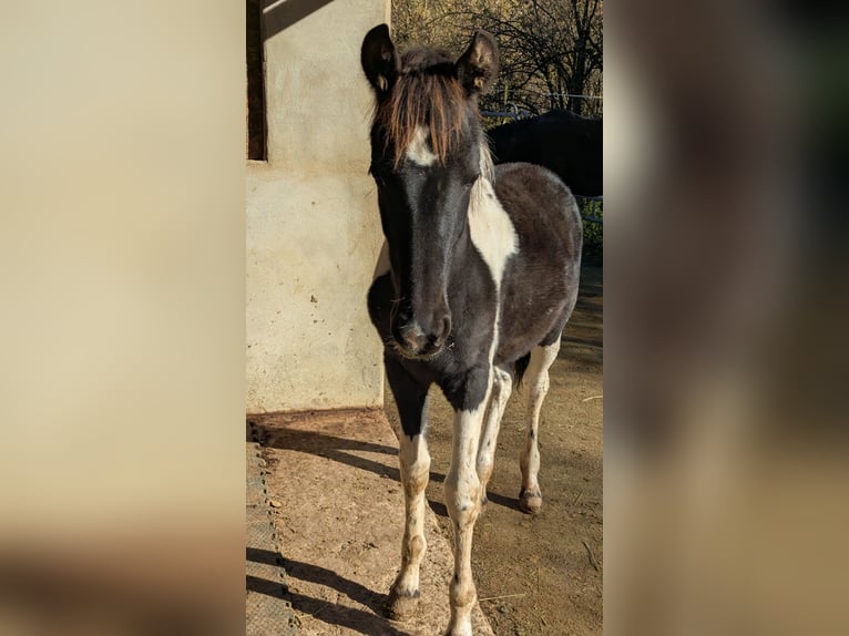 Barock Pinto Merrie Veulen (05/2025) 160 cm Gevlekt-paard in Engen