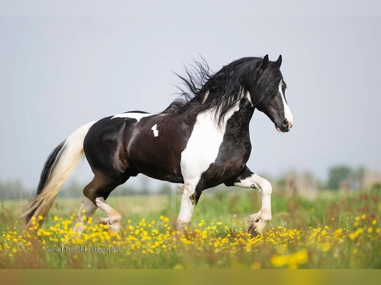 Barock Pinto Merrie  165 cm Zwart in Almelo